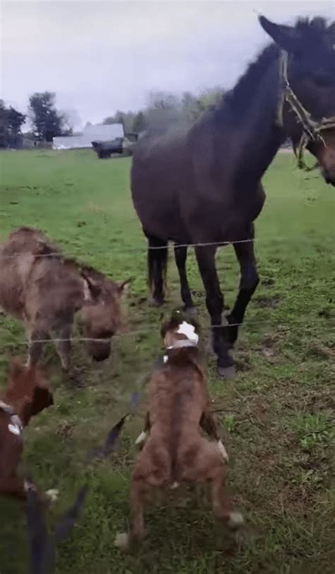 boxer shocked by electric fence|Dog got shocked by electric fence, and the donkey .